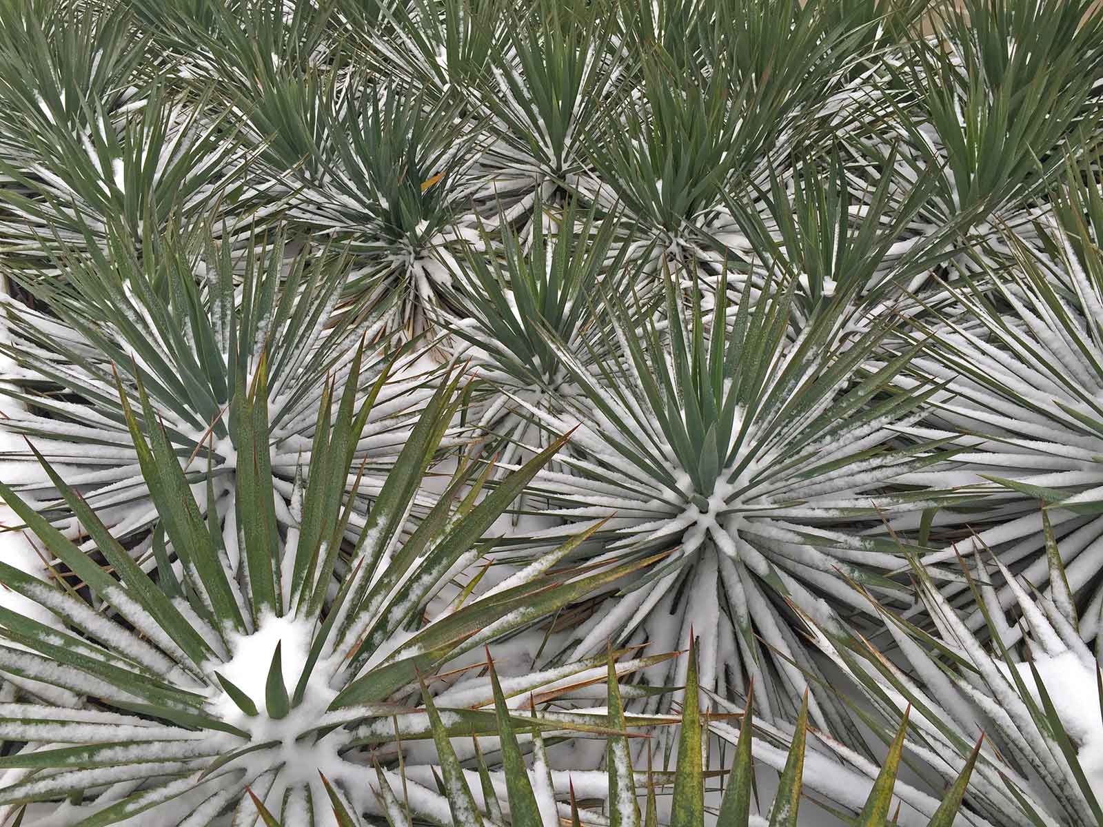 soft-leaf-yucca