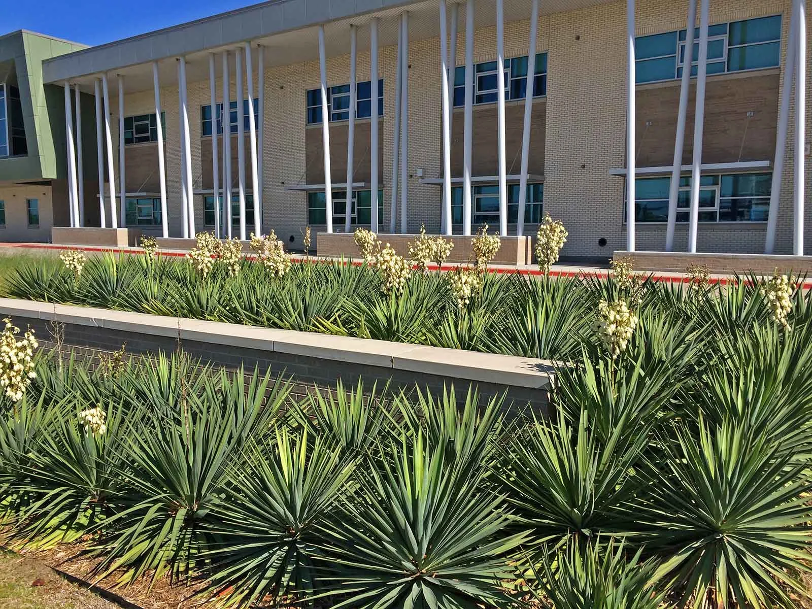 soft-leaf-yucca
