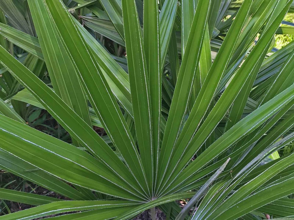 Plants for Dallas - Your Source for the Best Landscape Plant Information  for the Dallas-Ft. Worth Metroplex Needle Palm