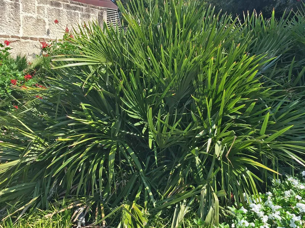Plants for Dallas - Your Source for the Best Landscape Plant Information  for the Dallas-Ft. Worth Metroplex Needle Palm