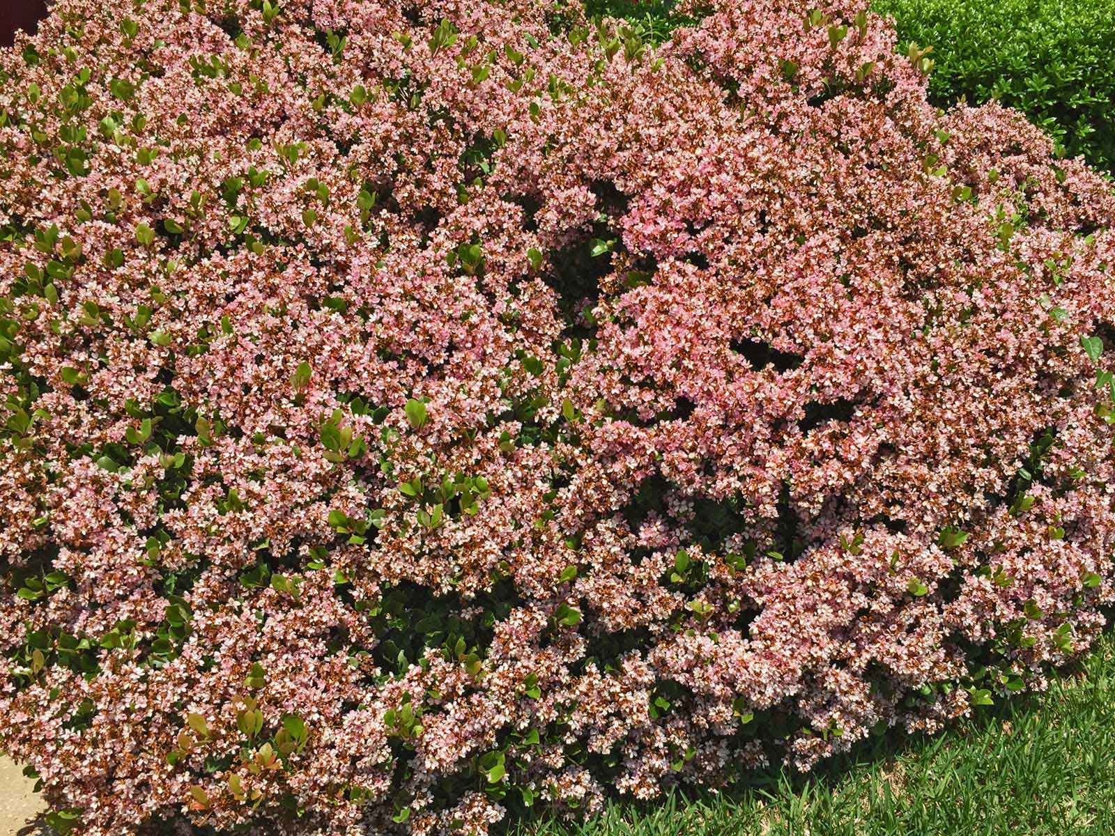 Plants For Dallas Your Source For The Best Landscape Plant Information For The Dallas Ft Worth Metroplex Indian Hawthorn,Red Tail Boa Size