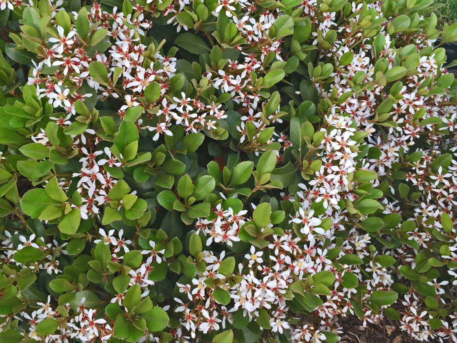 indian-hawthorn-shrub-rhapsiolepsis indicia