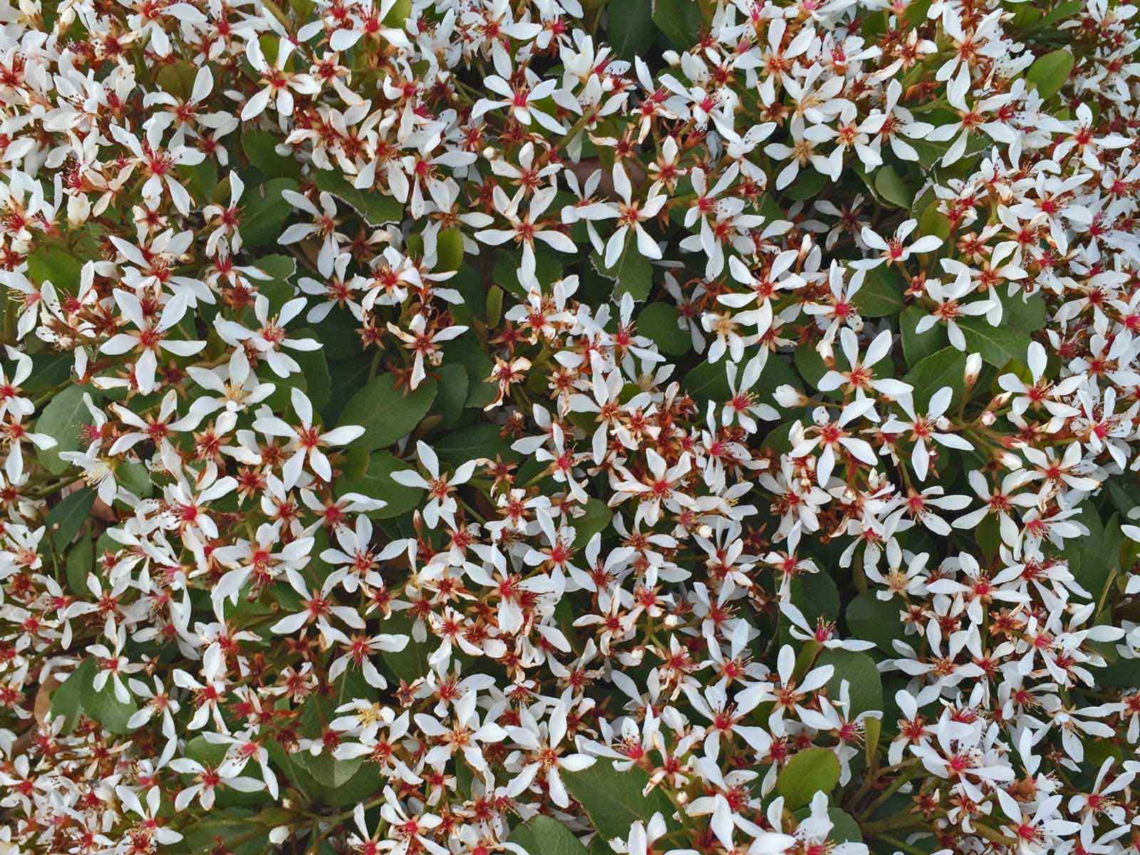 indian-hawthorn-shrub-rhapsiolepsis indicia