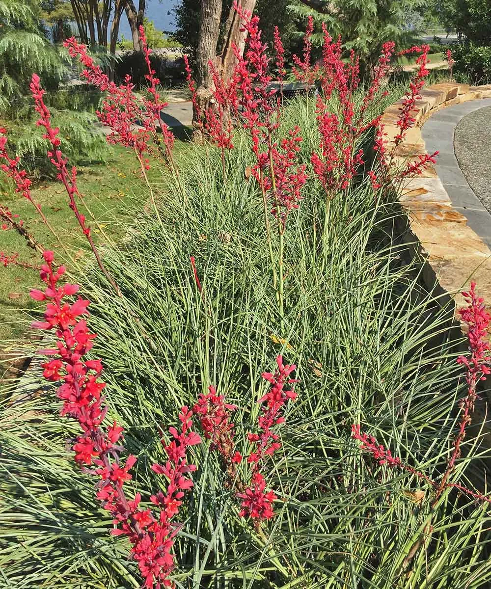 red-yucca