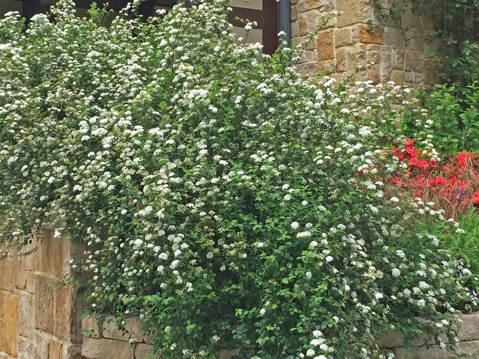 spirea