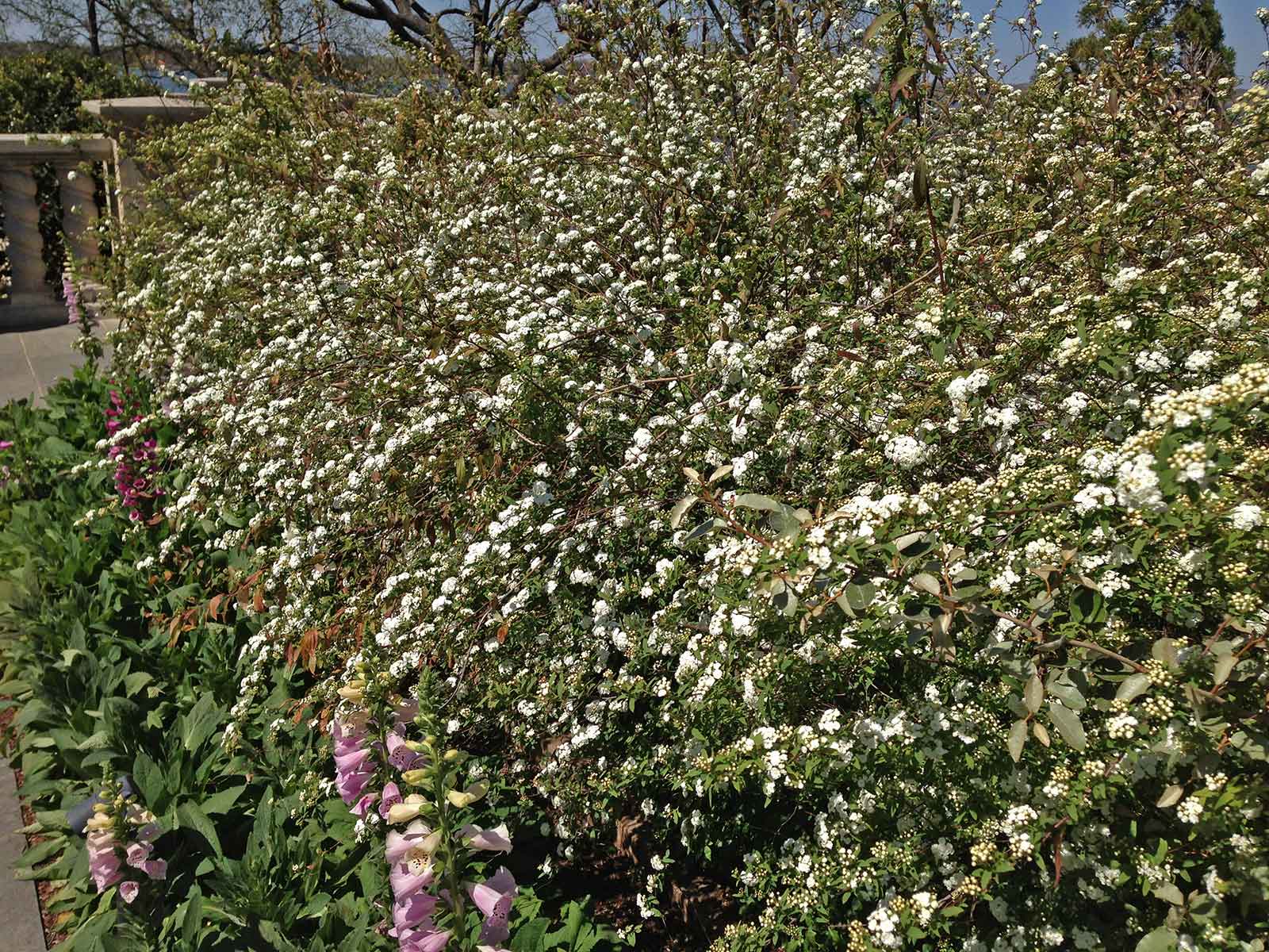 spirea