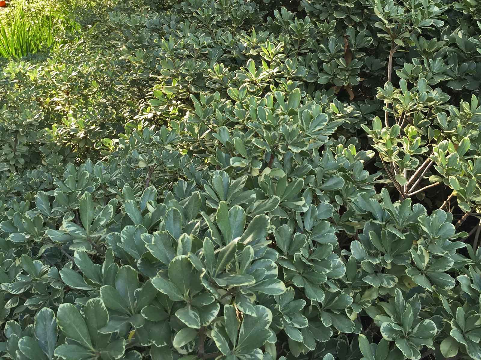 variegated-pittosporum
