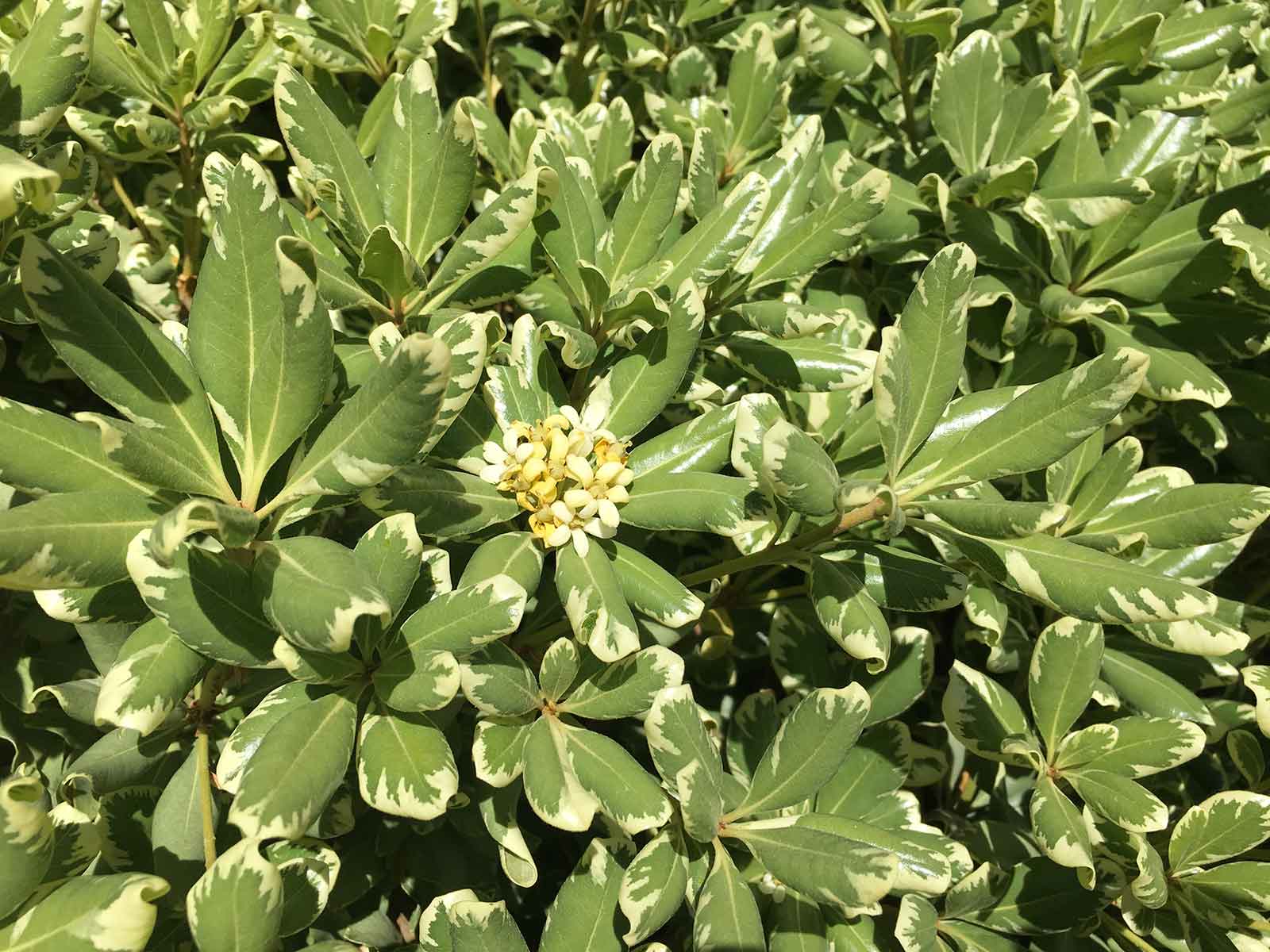 variegated-pittosporum