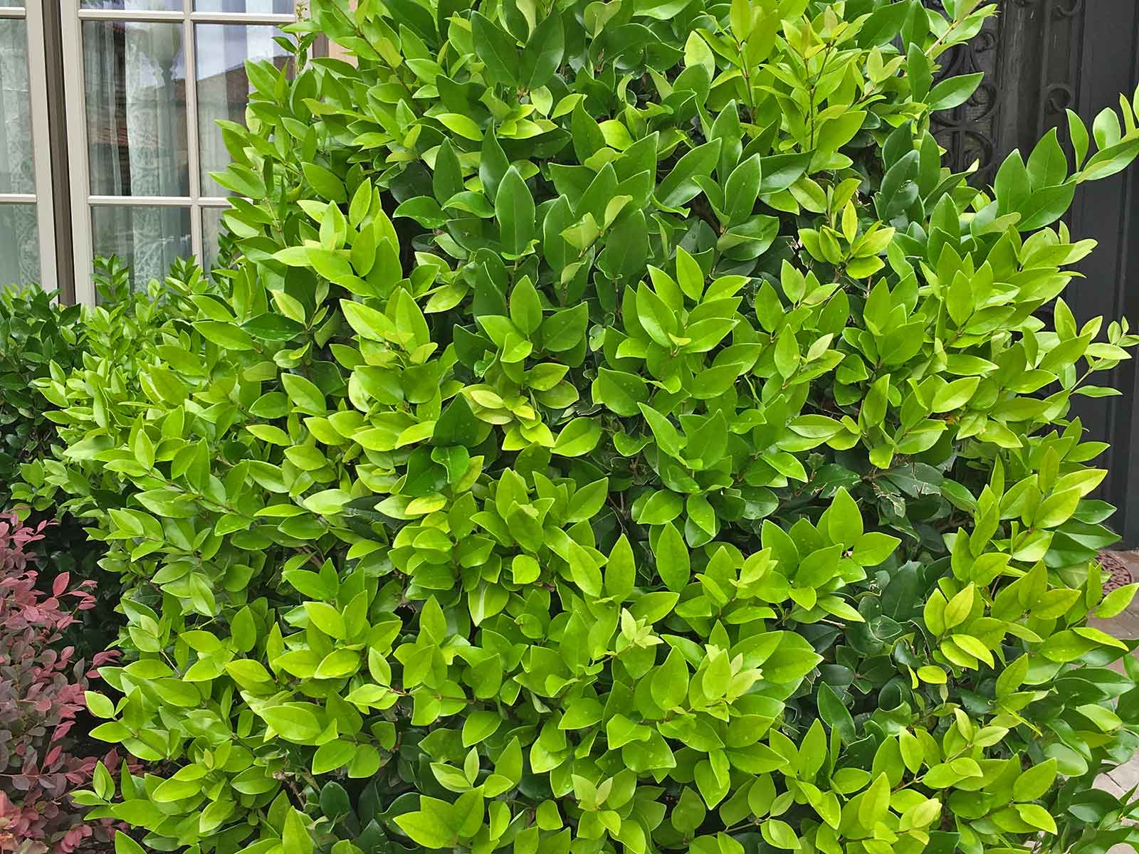 Ligustrum Wax Privet Waxleaf Leaf Plant Hedge Tree Plants Shrubs Screen Jap...