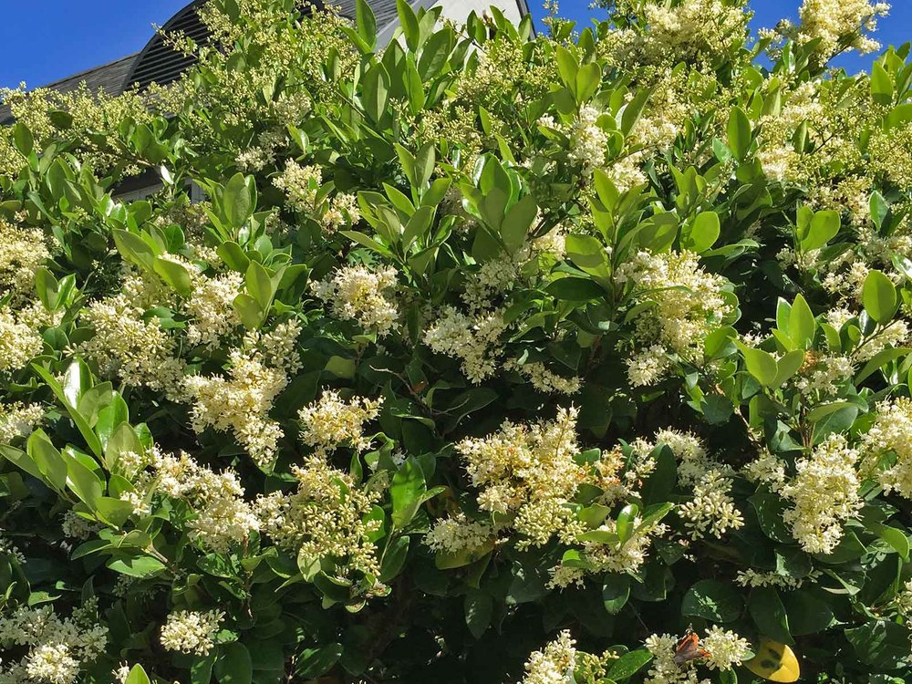 skimmia jap rubella plant Skimmia japonica Rubella (Large) x 1