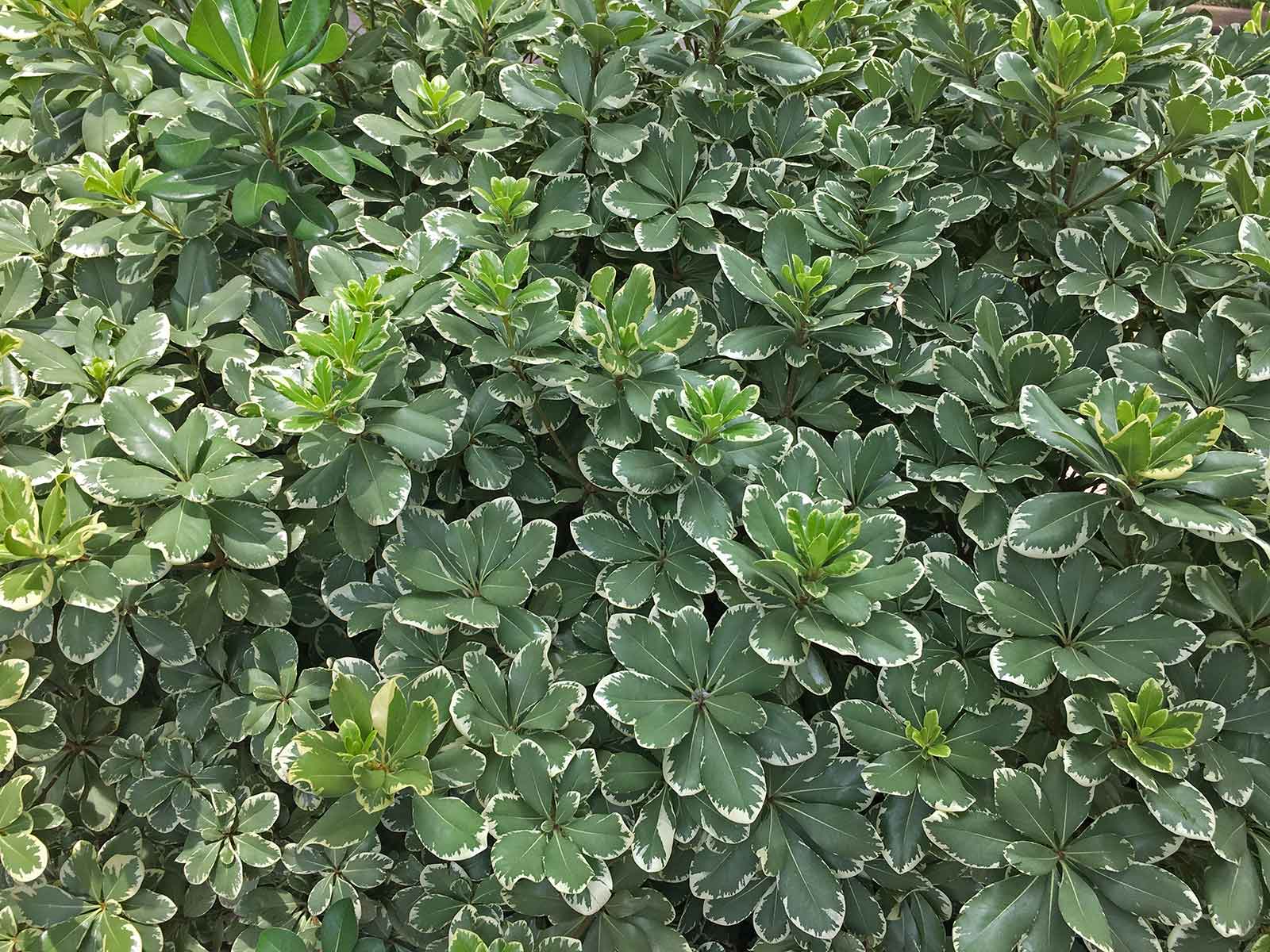 variegated-pittosporum