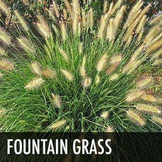 fountain-grass