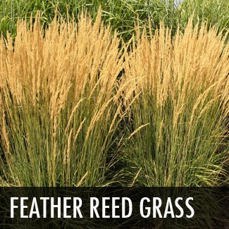 feather-reed-grass