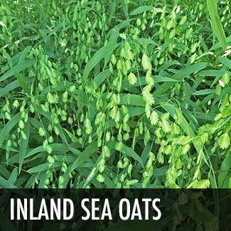 inland-sea-oats-grass
