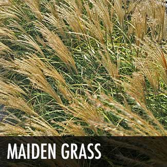 maiden-grass