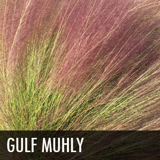 gulf-muhly-grass