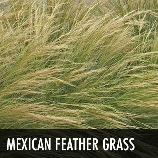 mexican-feather-grass