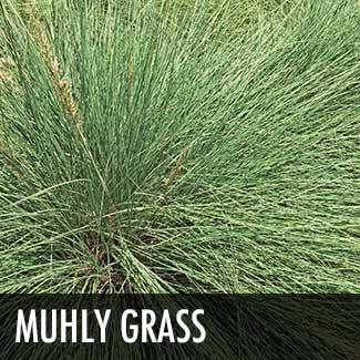 muhly-grass