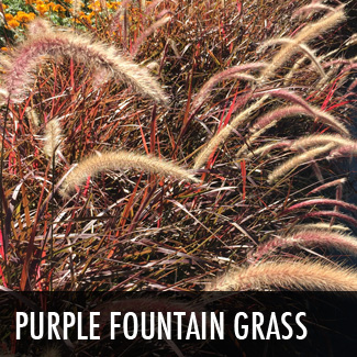 purple-fountain-grass