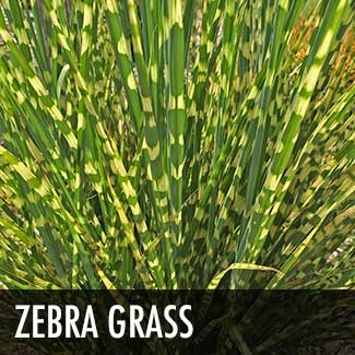 zebra-grass