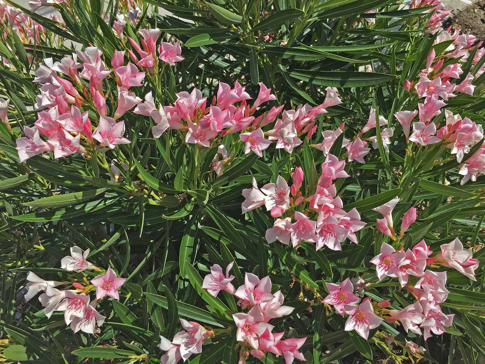 oleander-shrub-pink-blooms