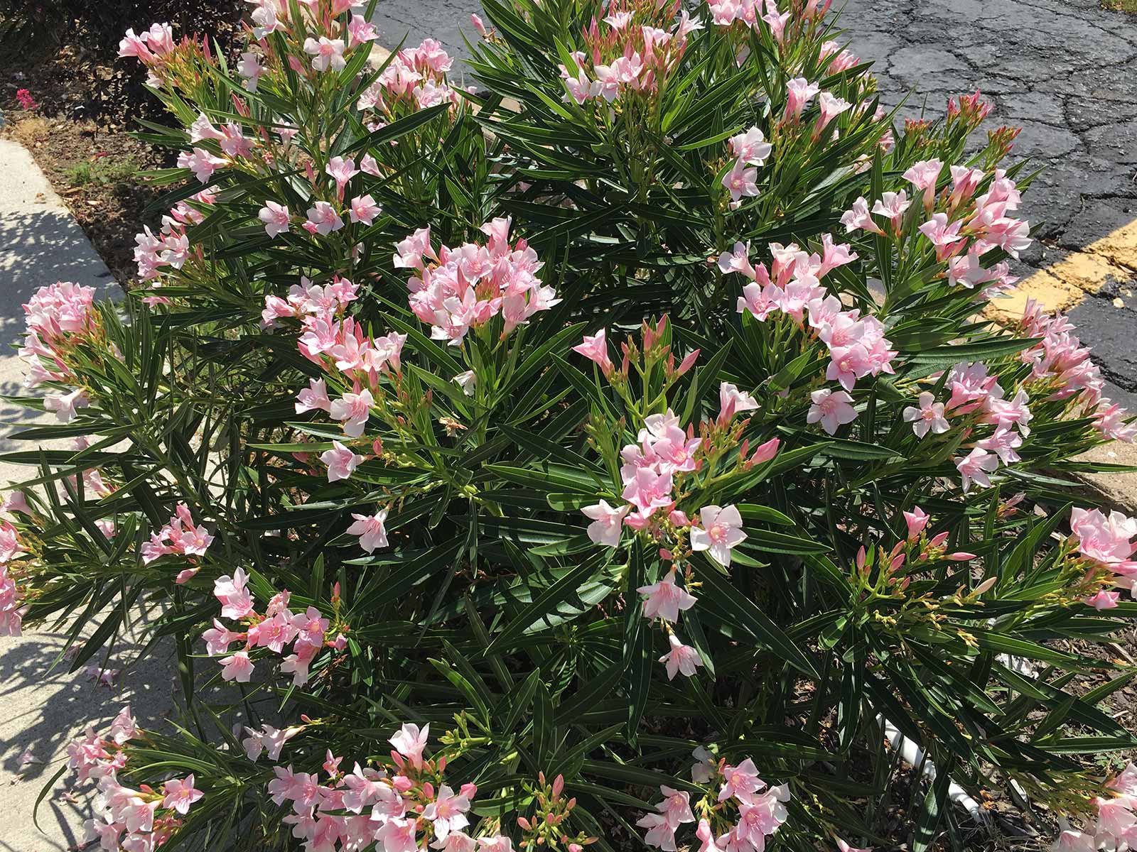 dwarf-oleander-shrub-pink-blooms
