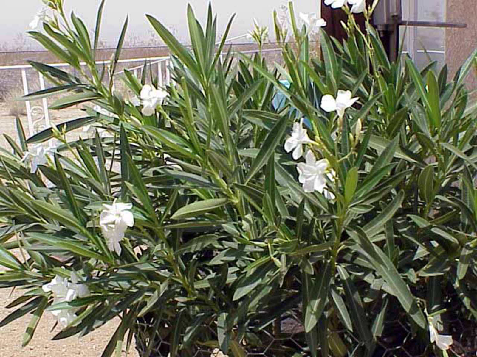 oleander-shrub-photo-white-blooms