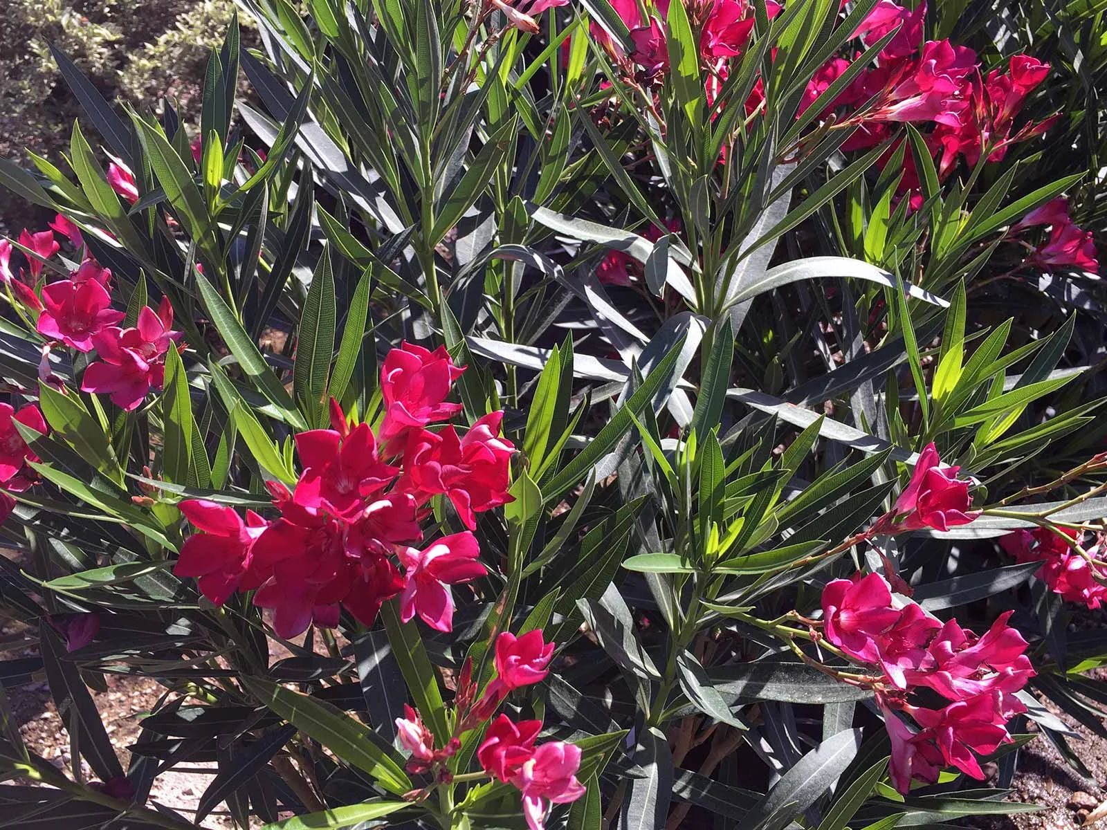 oleander-shrub-photo-red-bloom