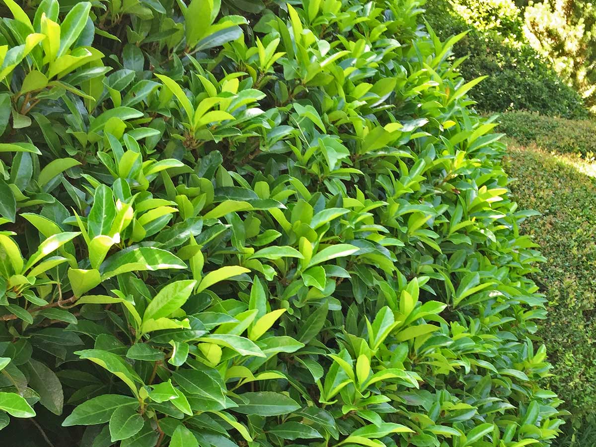 viburnum-shrub