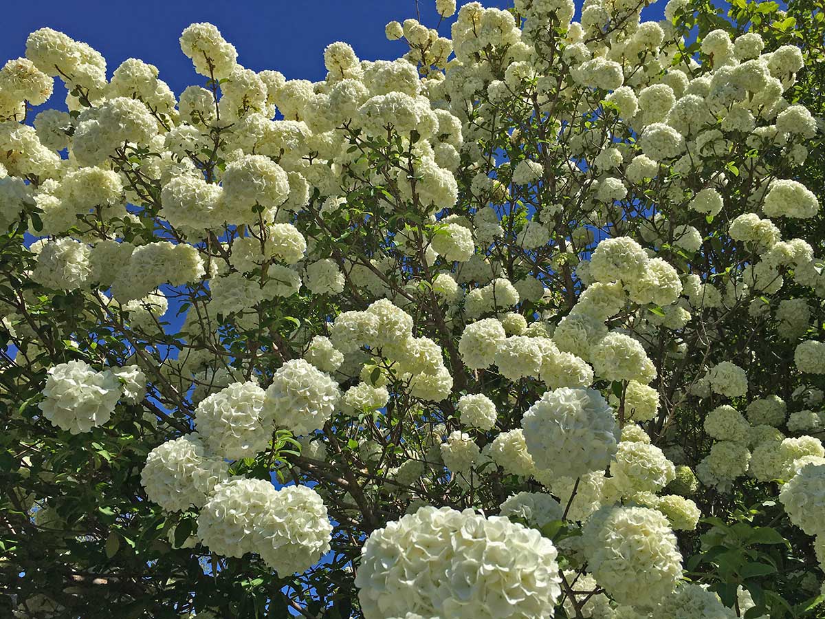 snowball-viburnum-spring-blooms
