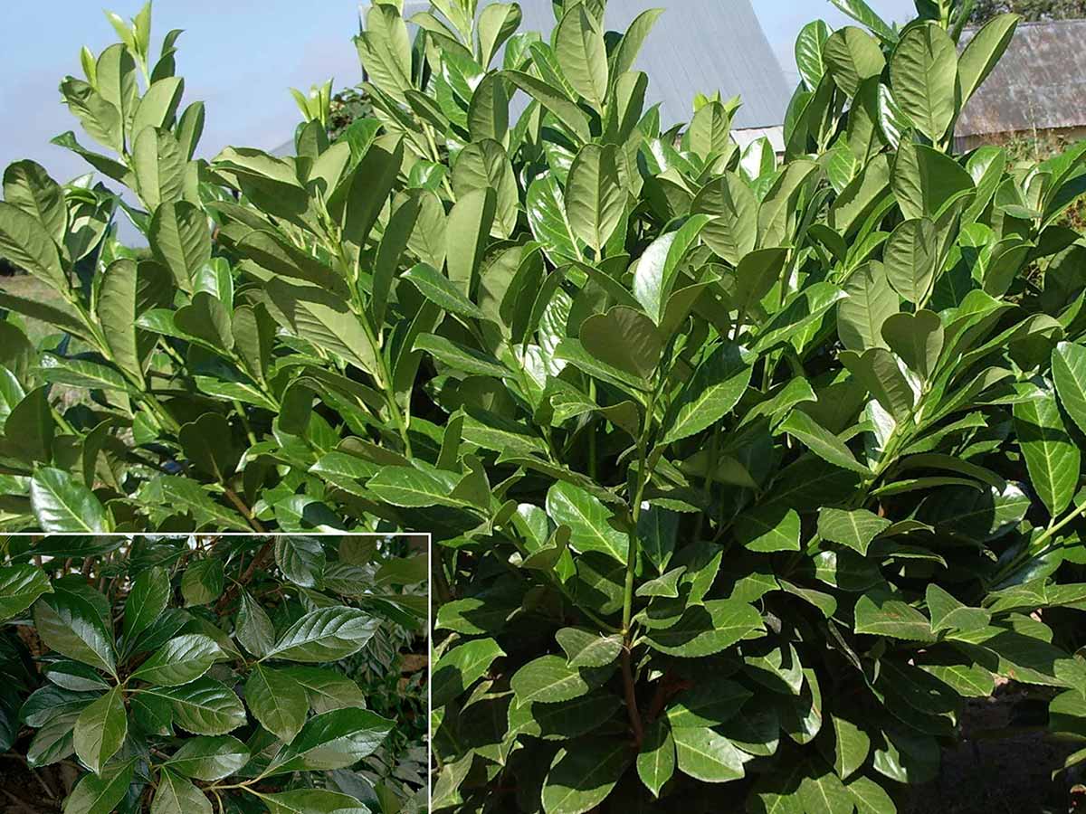 sweet-chindo-viburnum-leaves