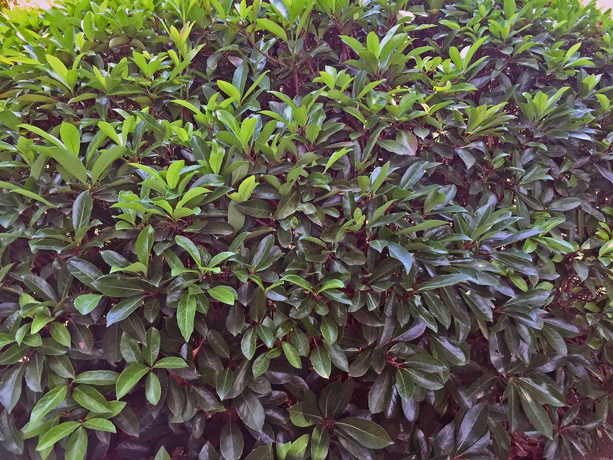japanese-viburnum-shrub