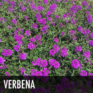 verbena_thumb.jpg