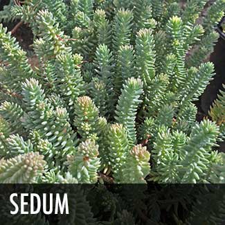 sedum-plant