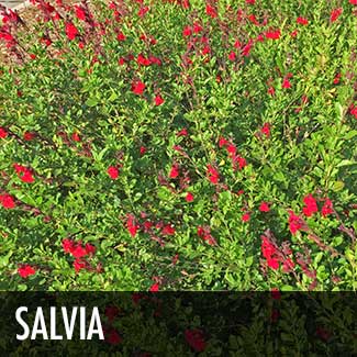 salvia-plant