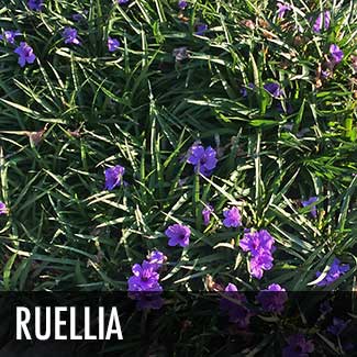 ruellia-plant