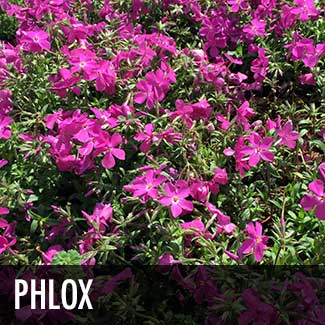 phlox-plant