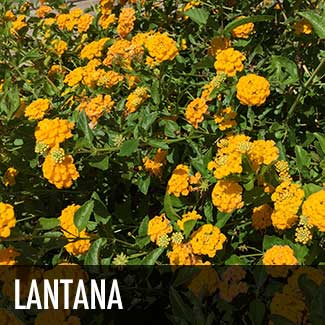 lantana-plant