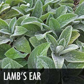 lambs-ear