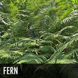 wood-fern