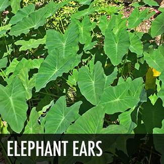 elephant-ears