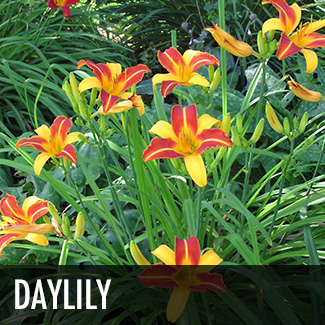 daylily