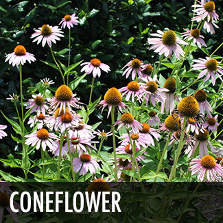 coneflower