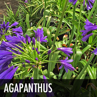 agapanthus-perennial