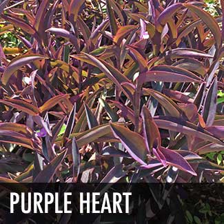 purple-heart-plant_thumb.jpg