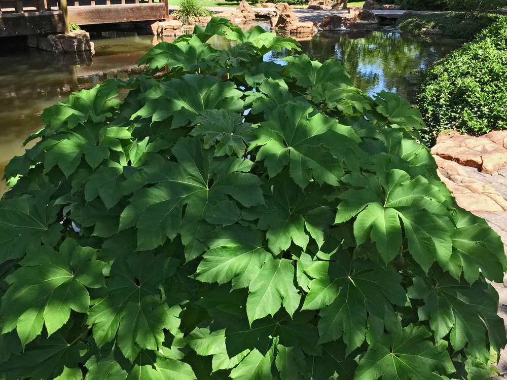 japanese aralia (fatsia japonica)