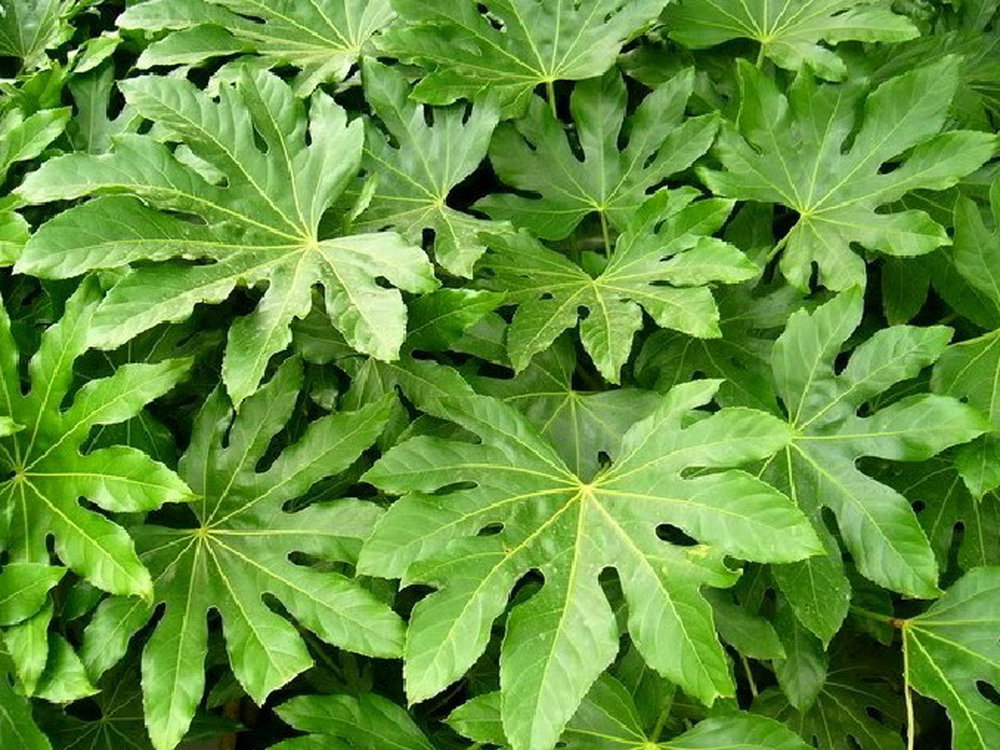 japanese aralia (fatsia japonica)