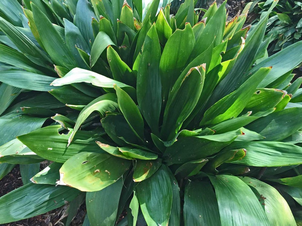 cast iron plant - aspidistra