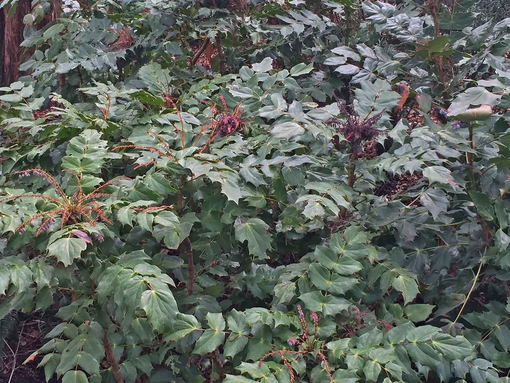 leatherleaf mahonia