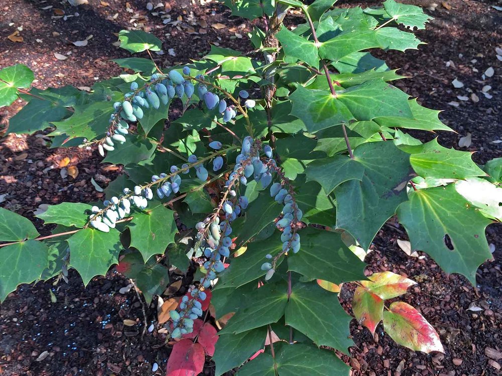 leatherleaf mahonia